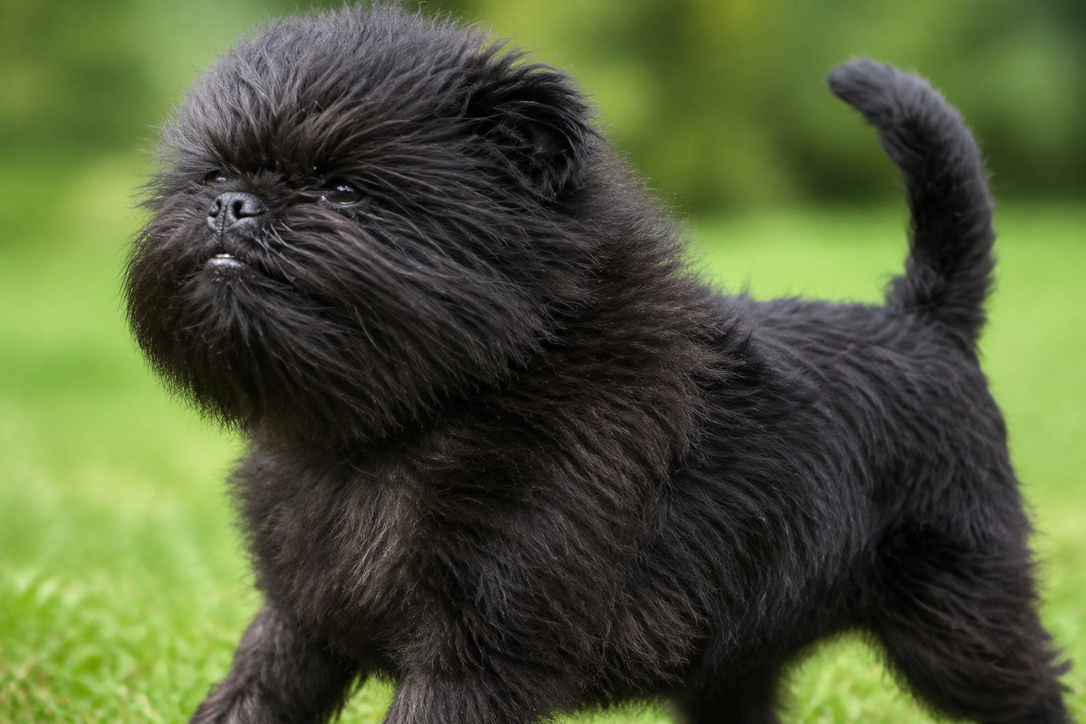 Chiot Affenpinscher dans l'herbe, expression simiesque caractéristique