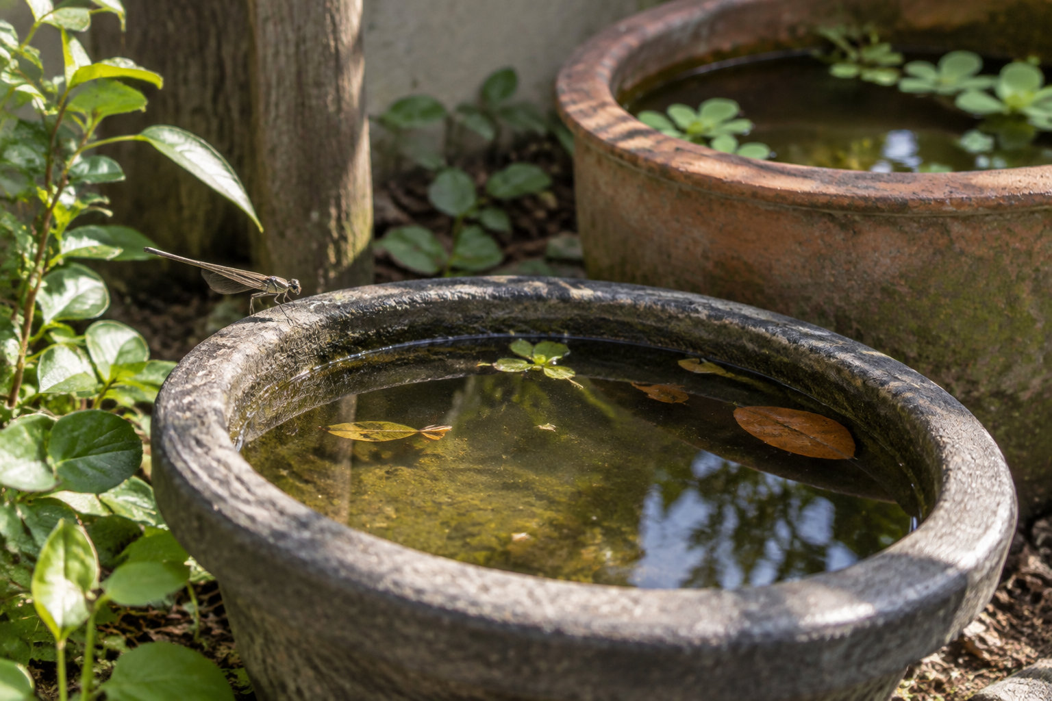 Une libellule est posée sur le bord d’un bassin en pierre rempli d’eau, entouré de plantes et d’un autre pot d’eau.