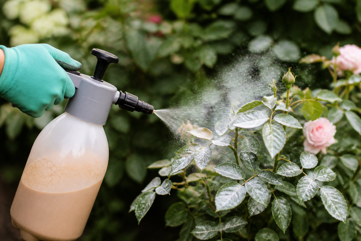 Secrets pour le jardin et les métaux précieux