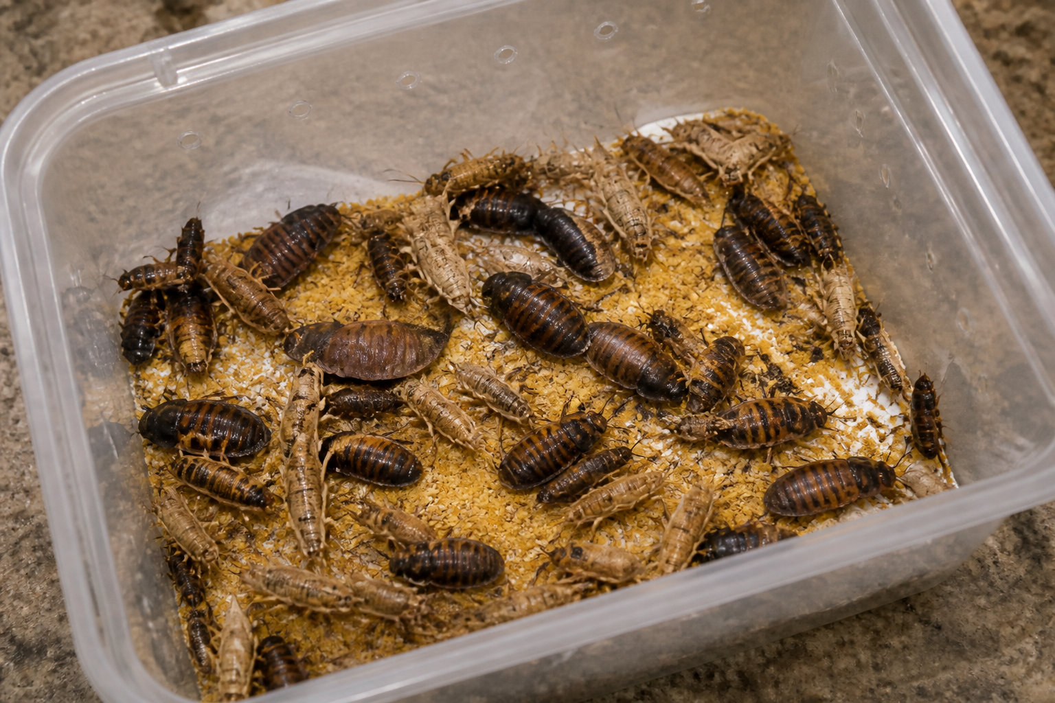 3 catégories d'insectes pour la structure protéique du lézard