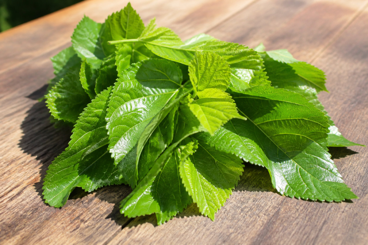 Transformation des feuilles en fil de soie