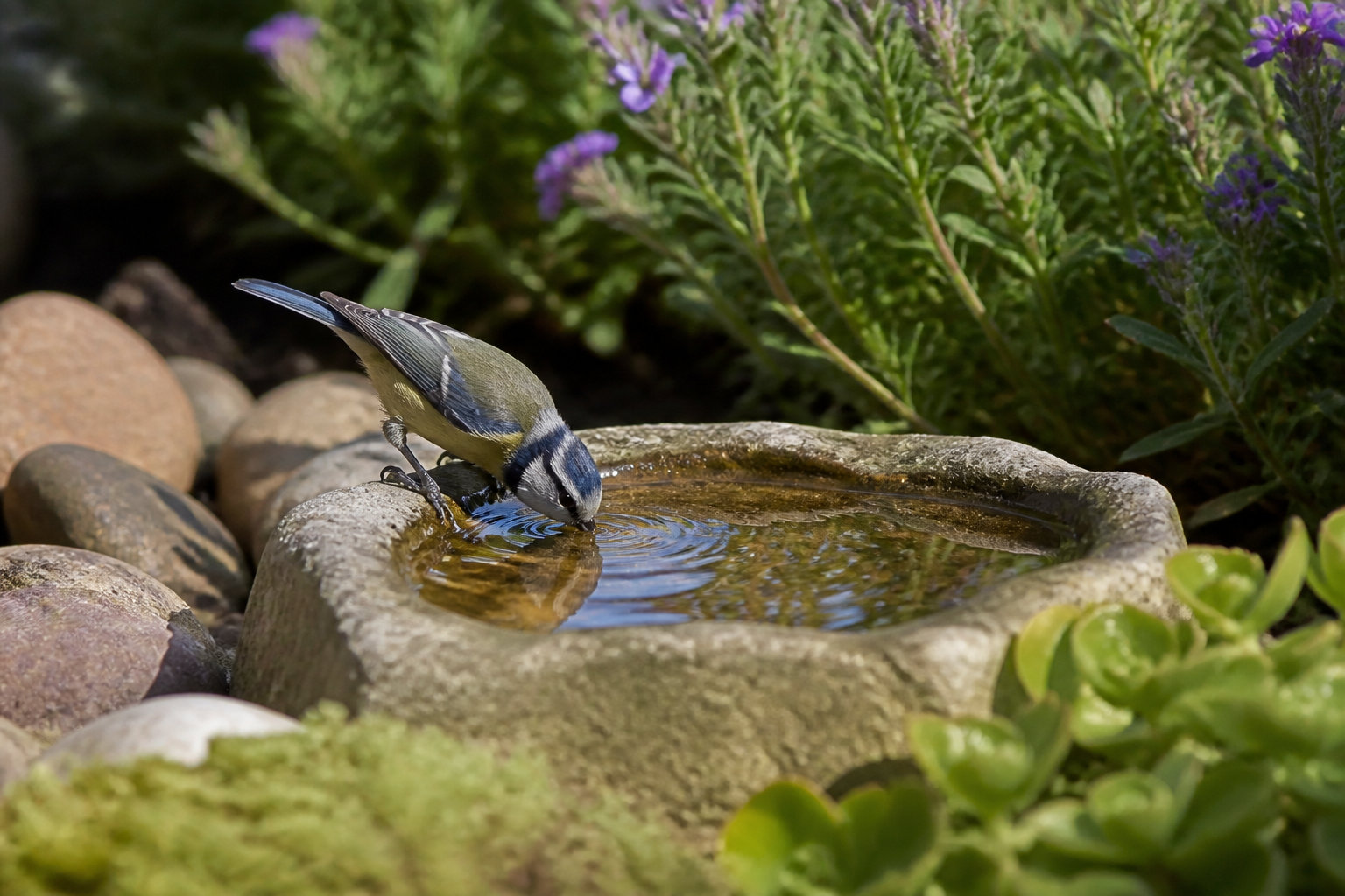 Pourquoi l'abreuvoir pour oiseaux en été sauve des vies