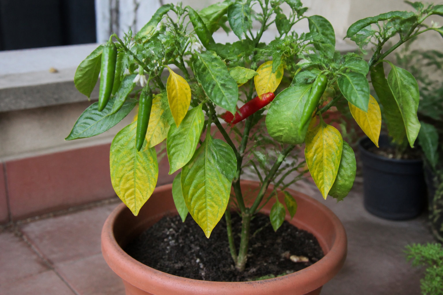 Feuilles jaunes sur un plant de piment en pot — signe d'excès d'eau