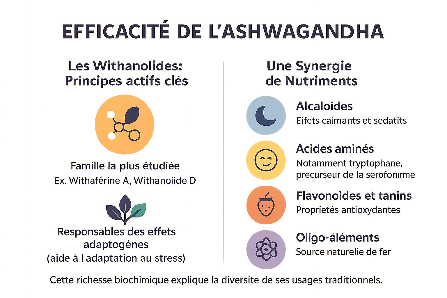 schéma botanique de l'ashwagandha