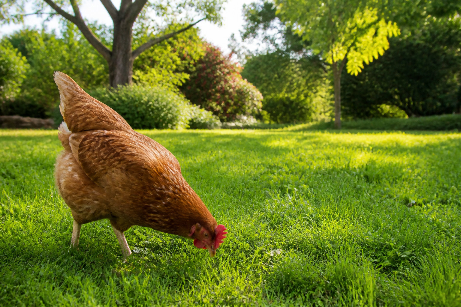 Le menu idéal : entre céréales, verdure et protéines animales