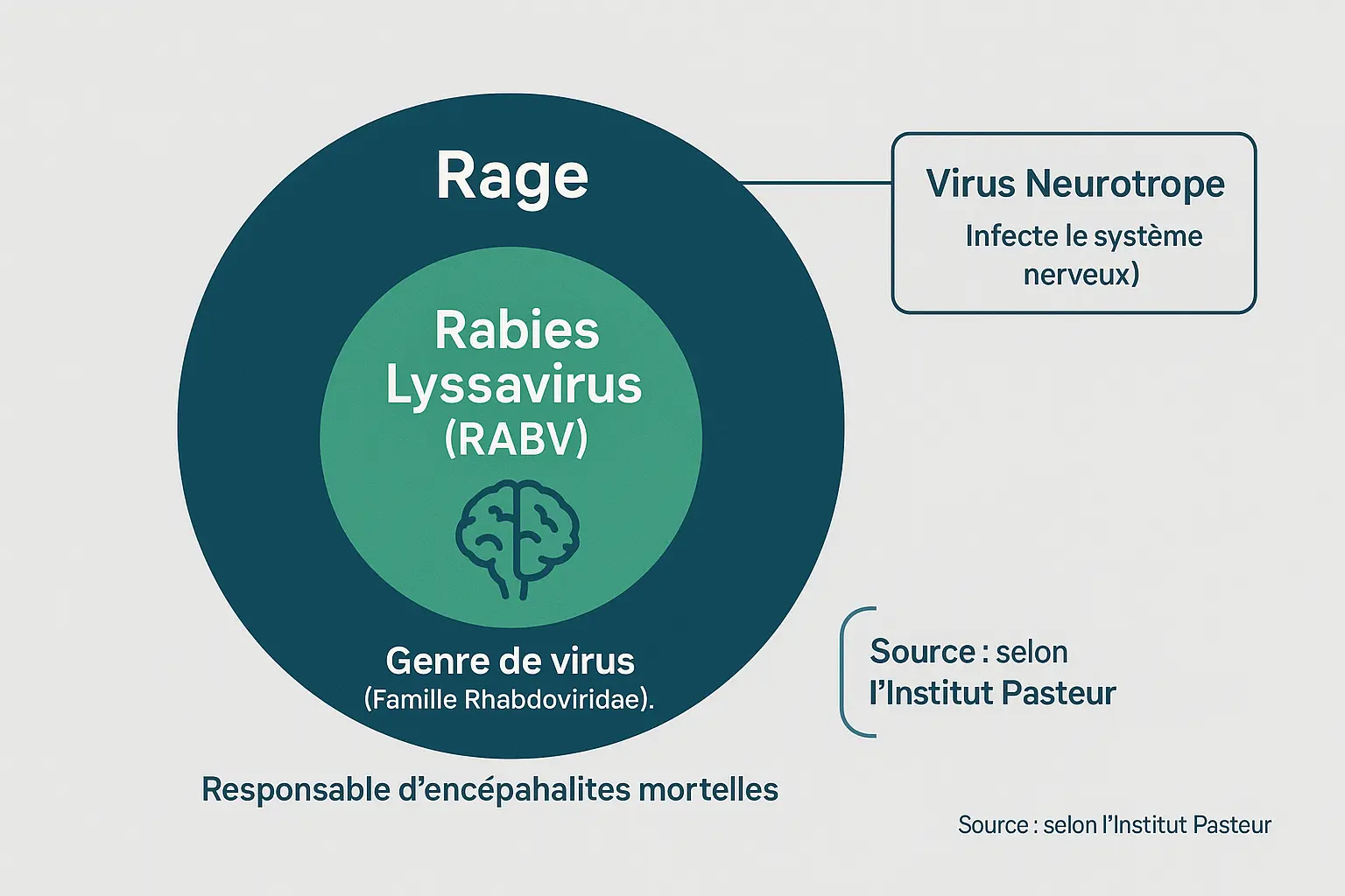 Relation entre rage et lyssavirus