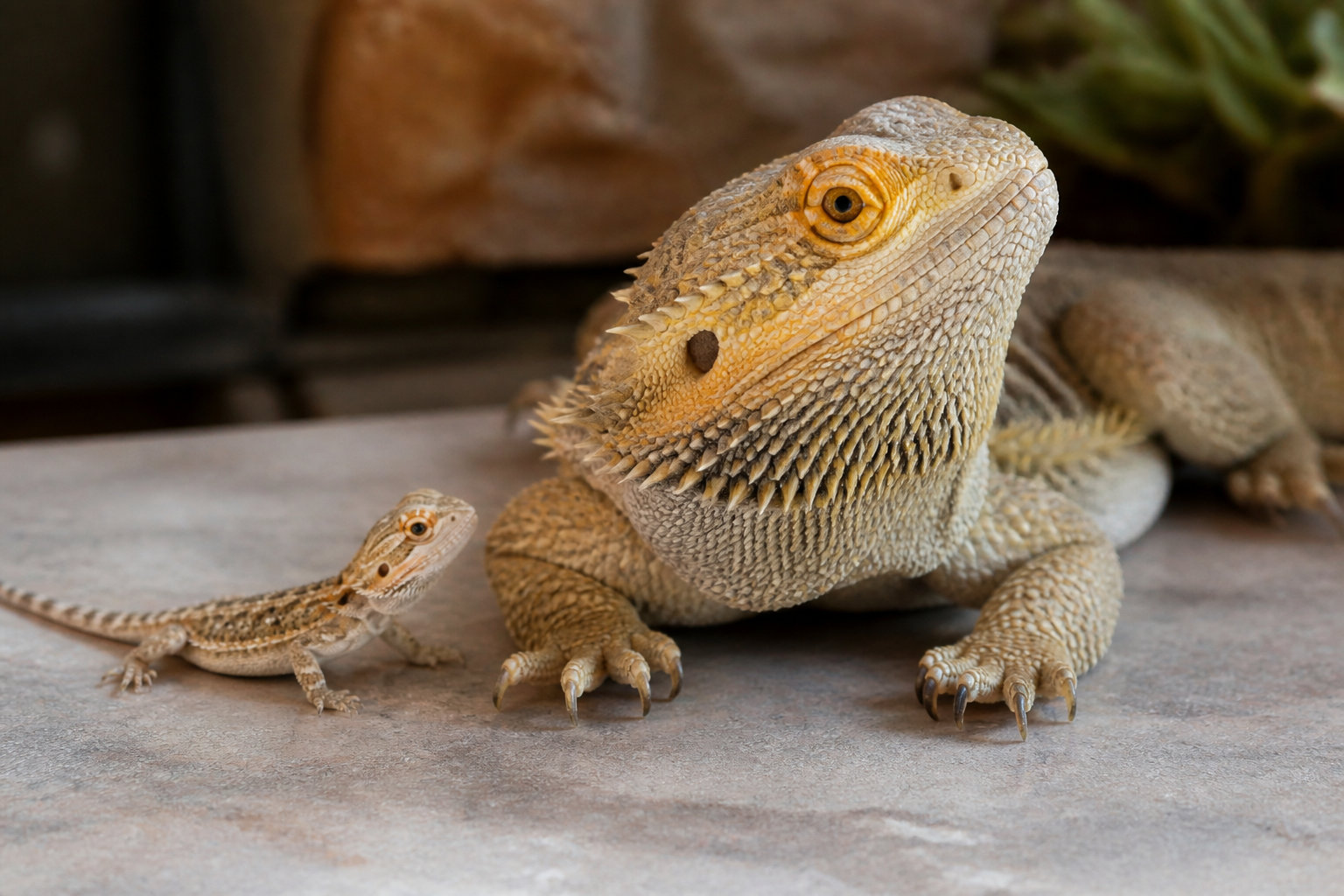 3 étapes pour ajuster les rations selon l'âge du reptile