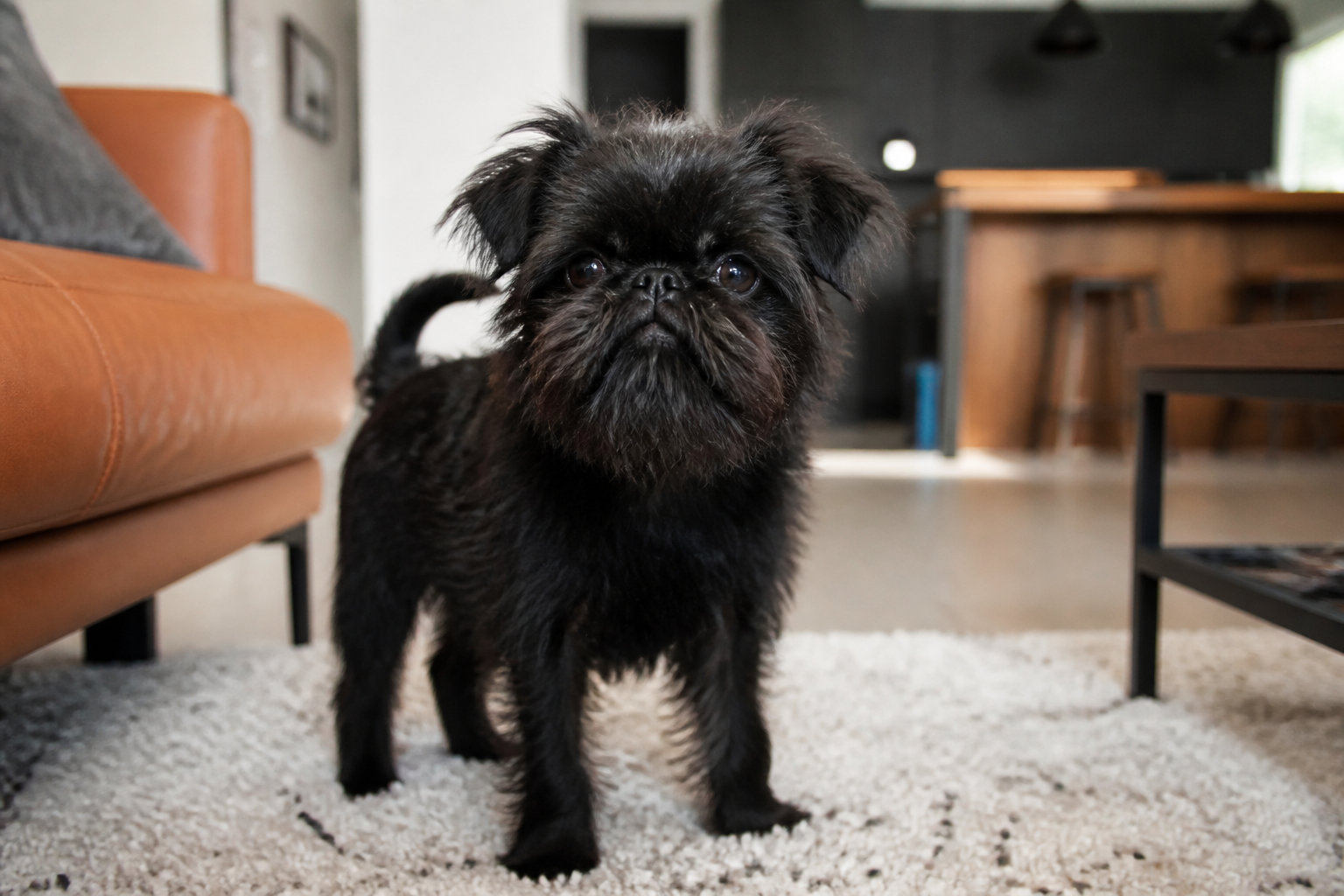 Affenpinscher dans un appartement moderne, parfaite adaptation urbaine