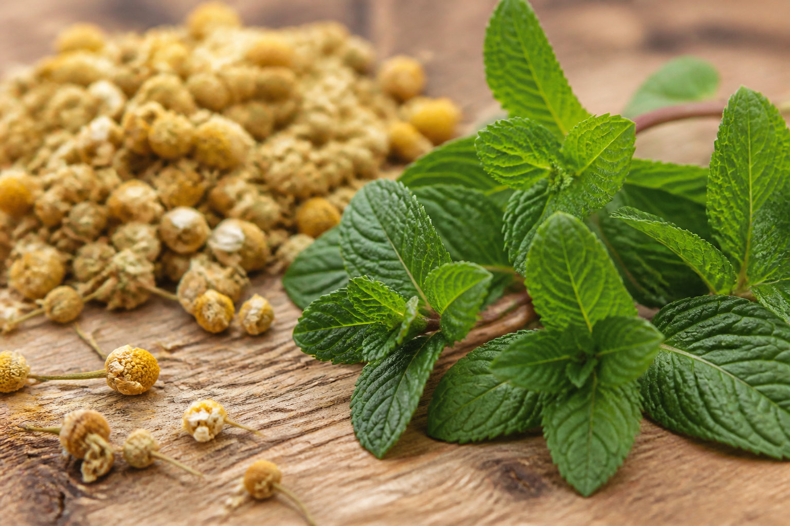 5 plantes incontournables pour votre bien-être quotidien