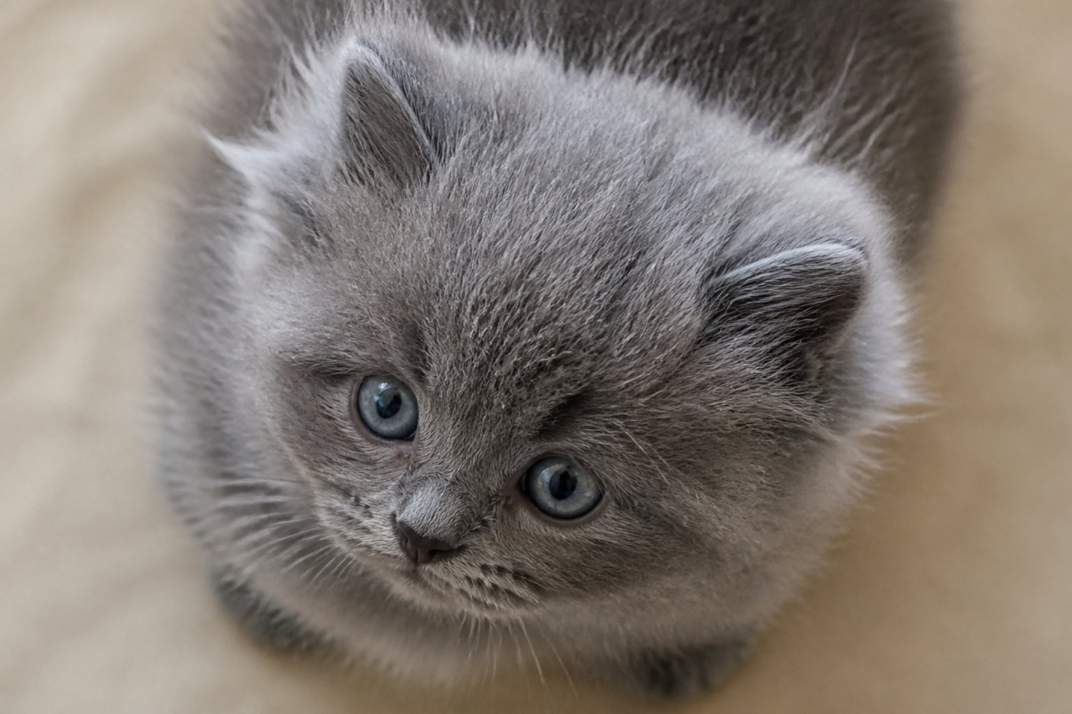 Le munchkin gris à poils longs et ses spécificités