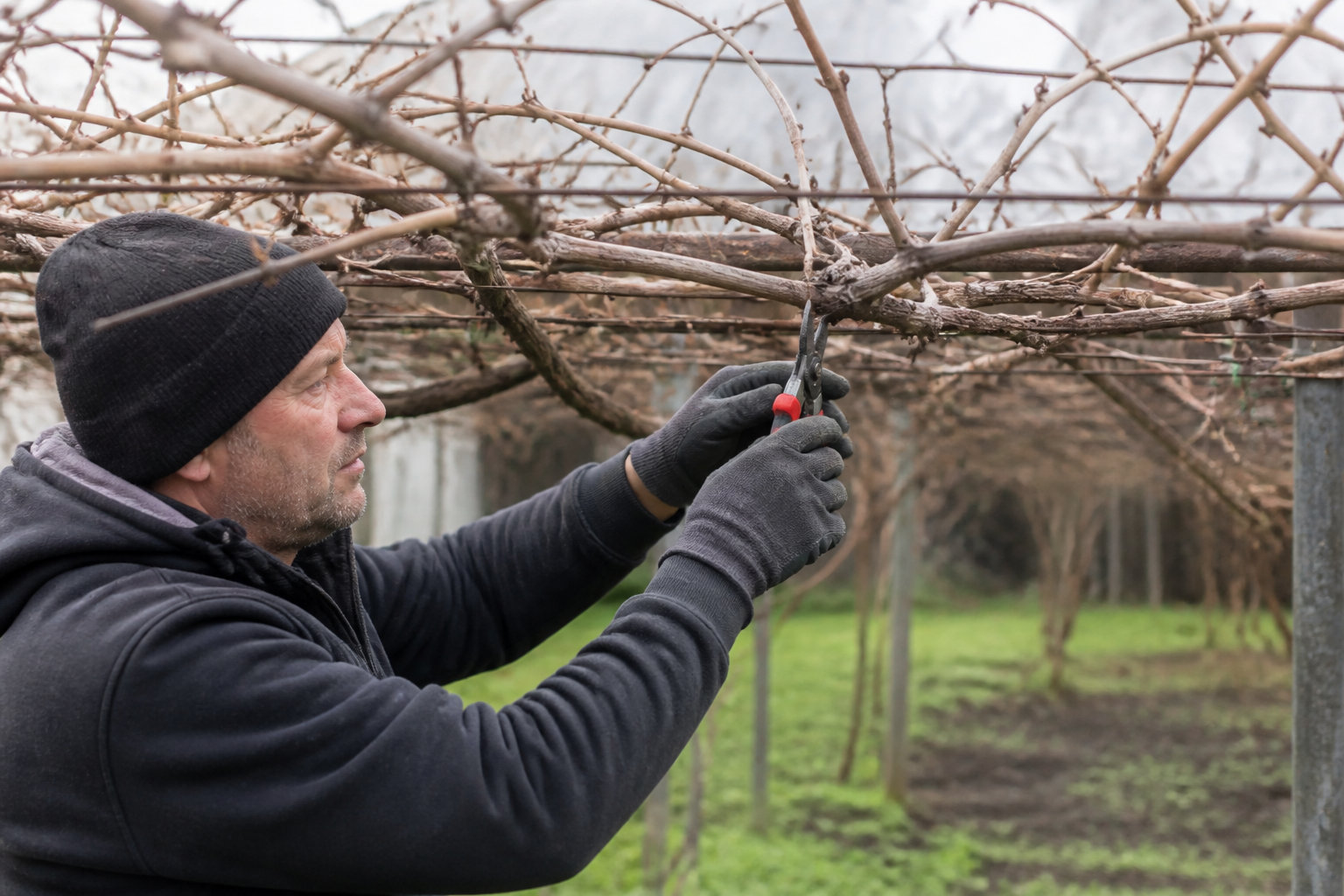 Préparer le verger pour une production généreuse