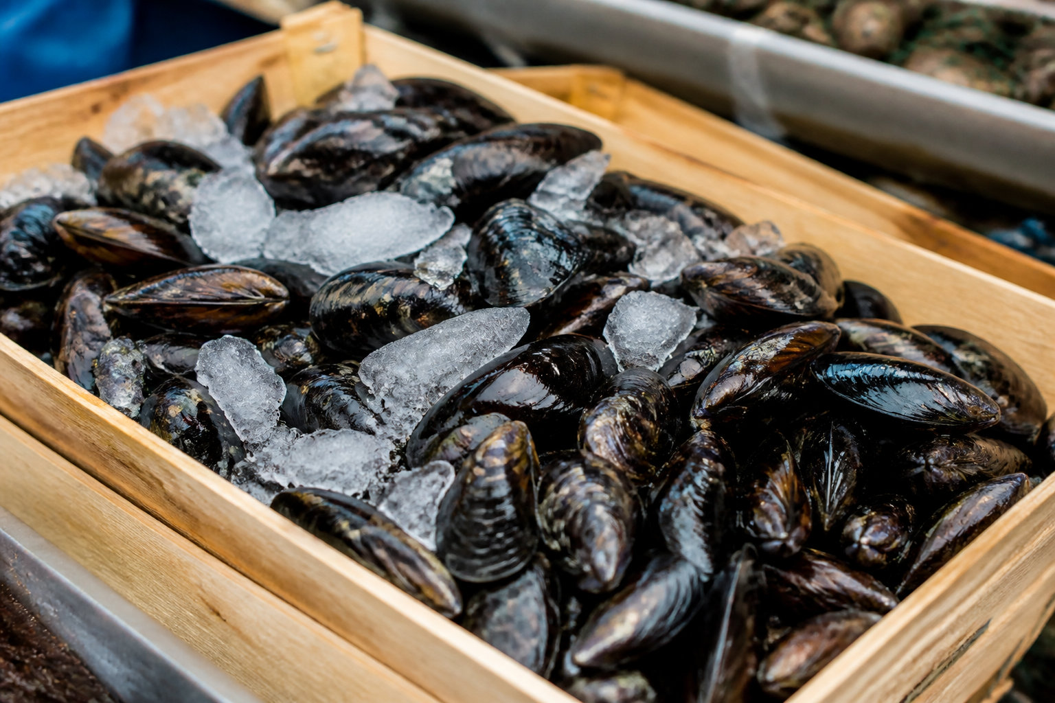Comment reconnaître une moule fraîche sur l'étal ?
