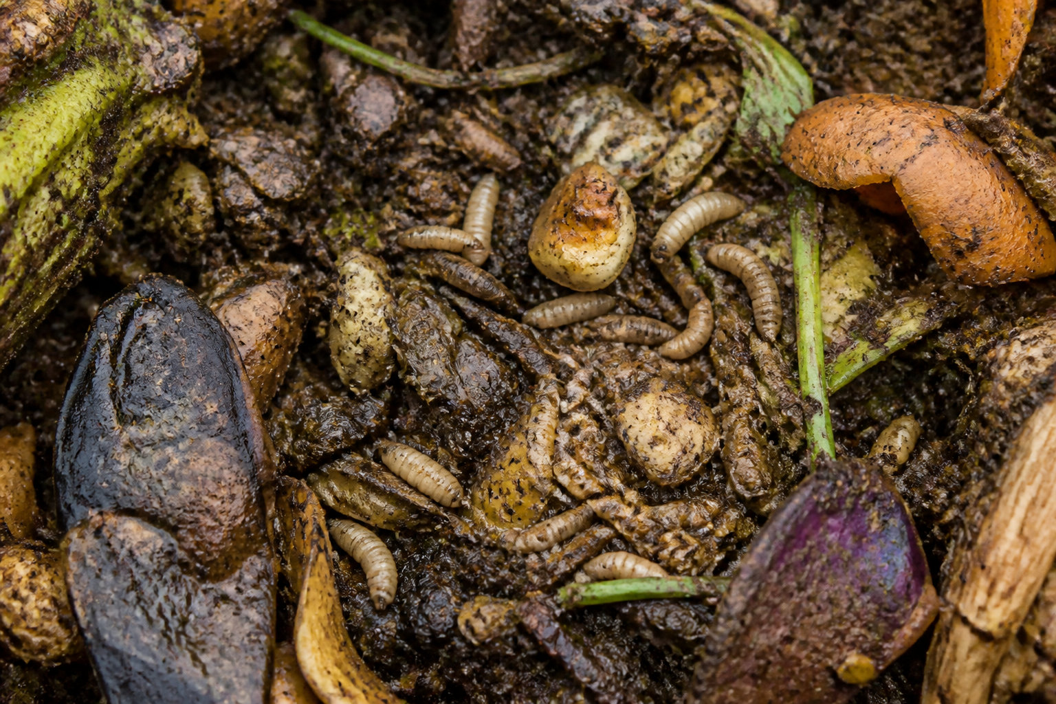 Bioconversion et valorisation des déchets organiques