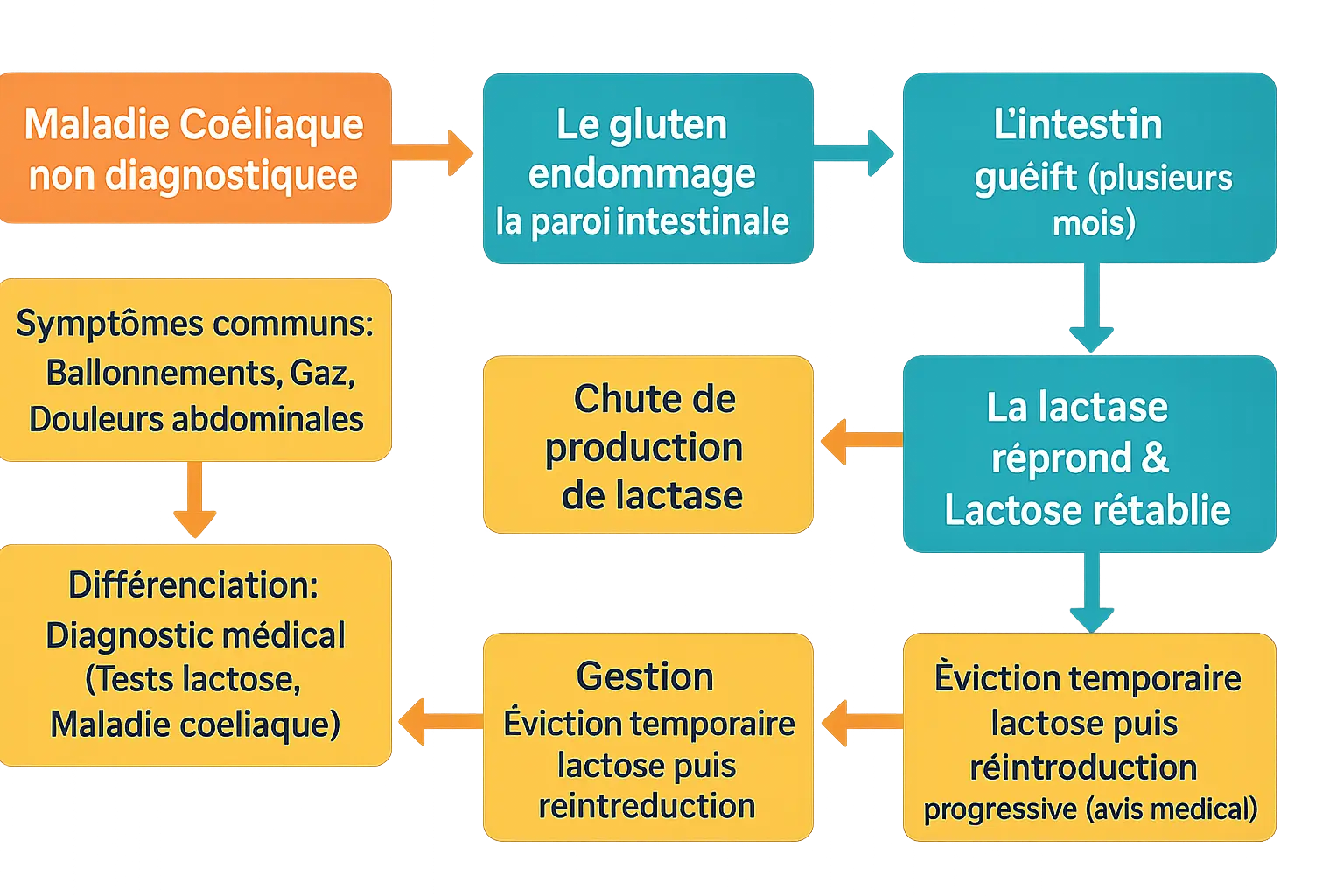Schéma illustrant le lien entre gluten et lactose