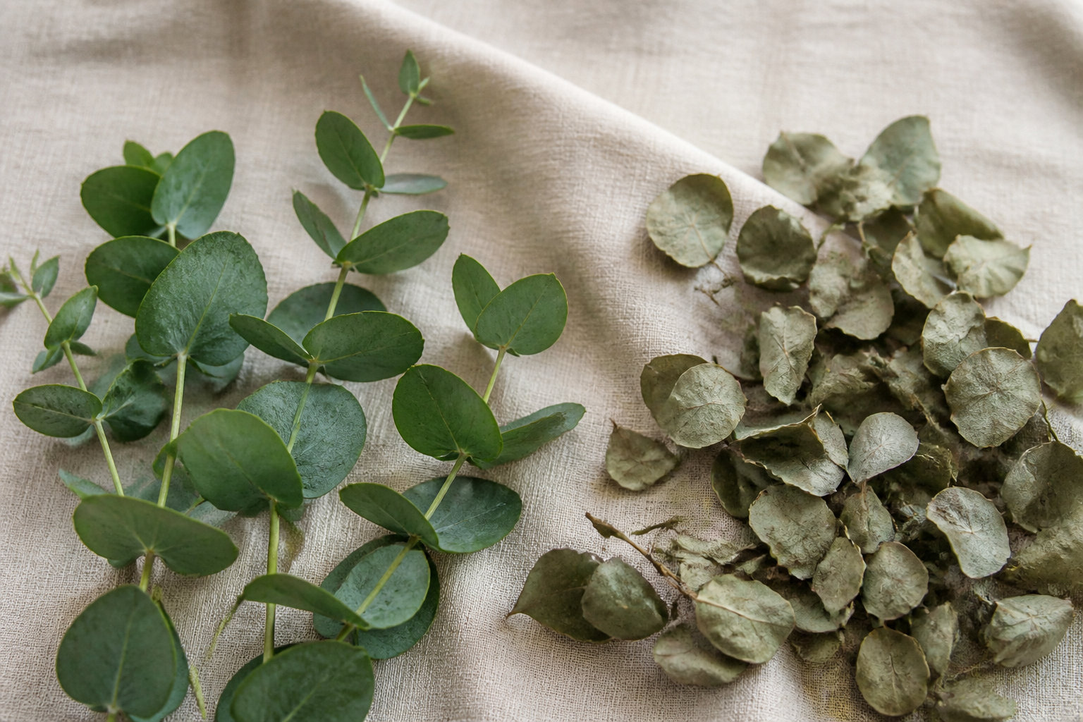 Eucalyptus feuilles coupées bio : la puissance des arômes naturels