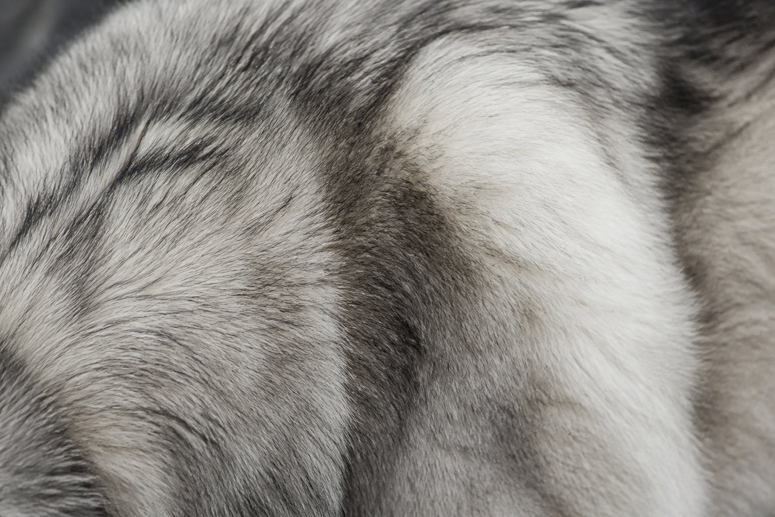Pelage double et dense de l'Alaskan Malamute en période de mue