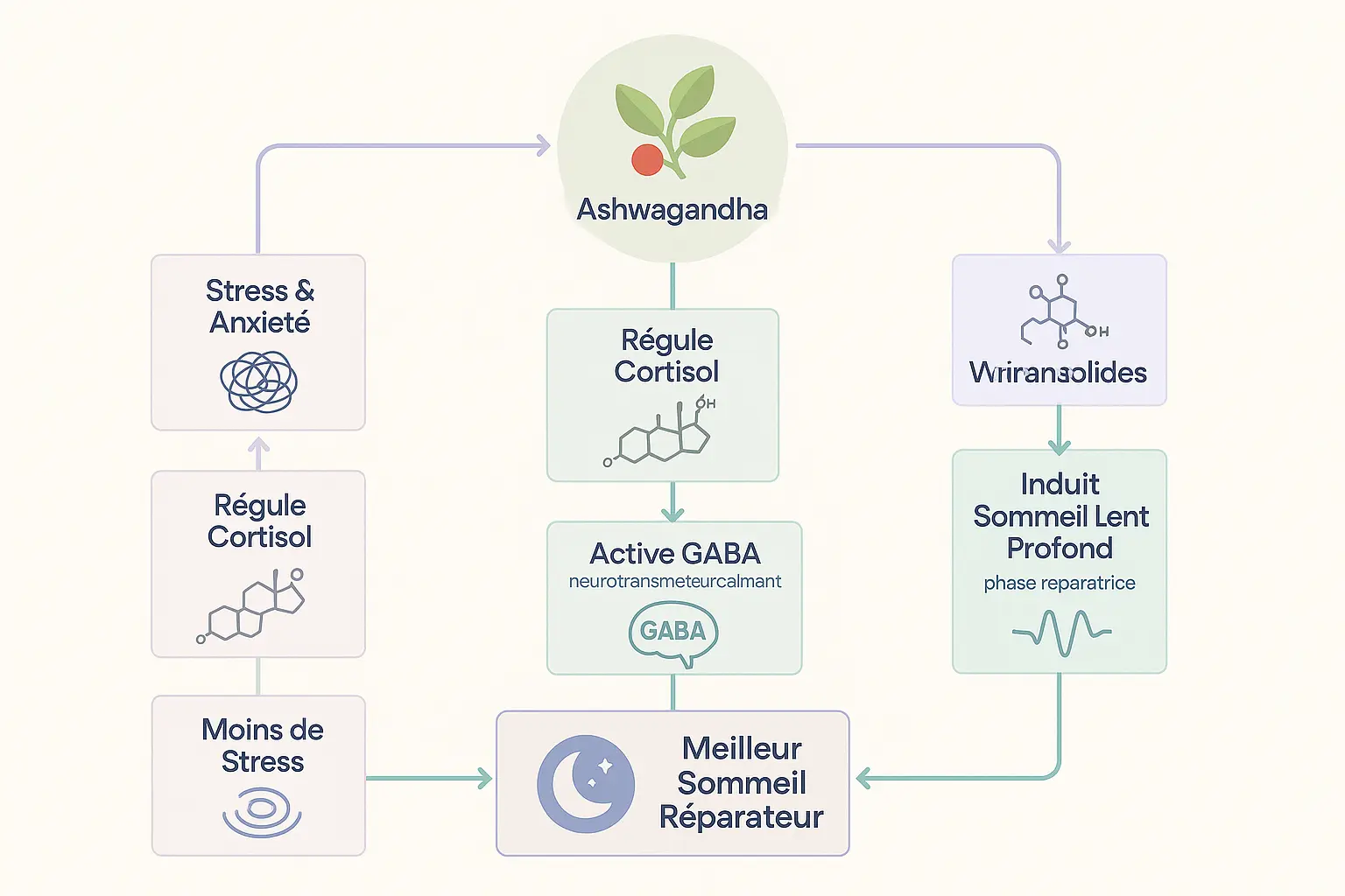Infographie des mécanismes de l'ashwagandha sur le sommeil