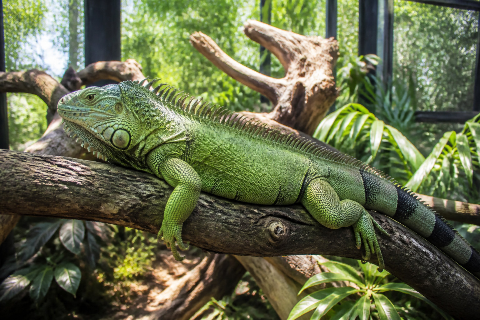 L'iguane et le soutien à la croissance musculaire