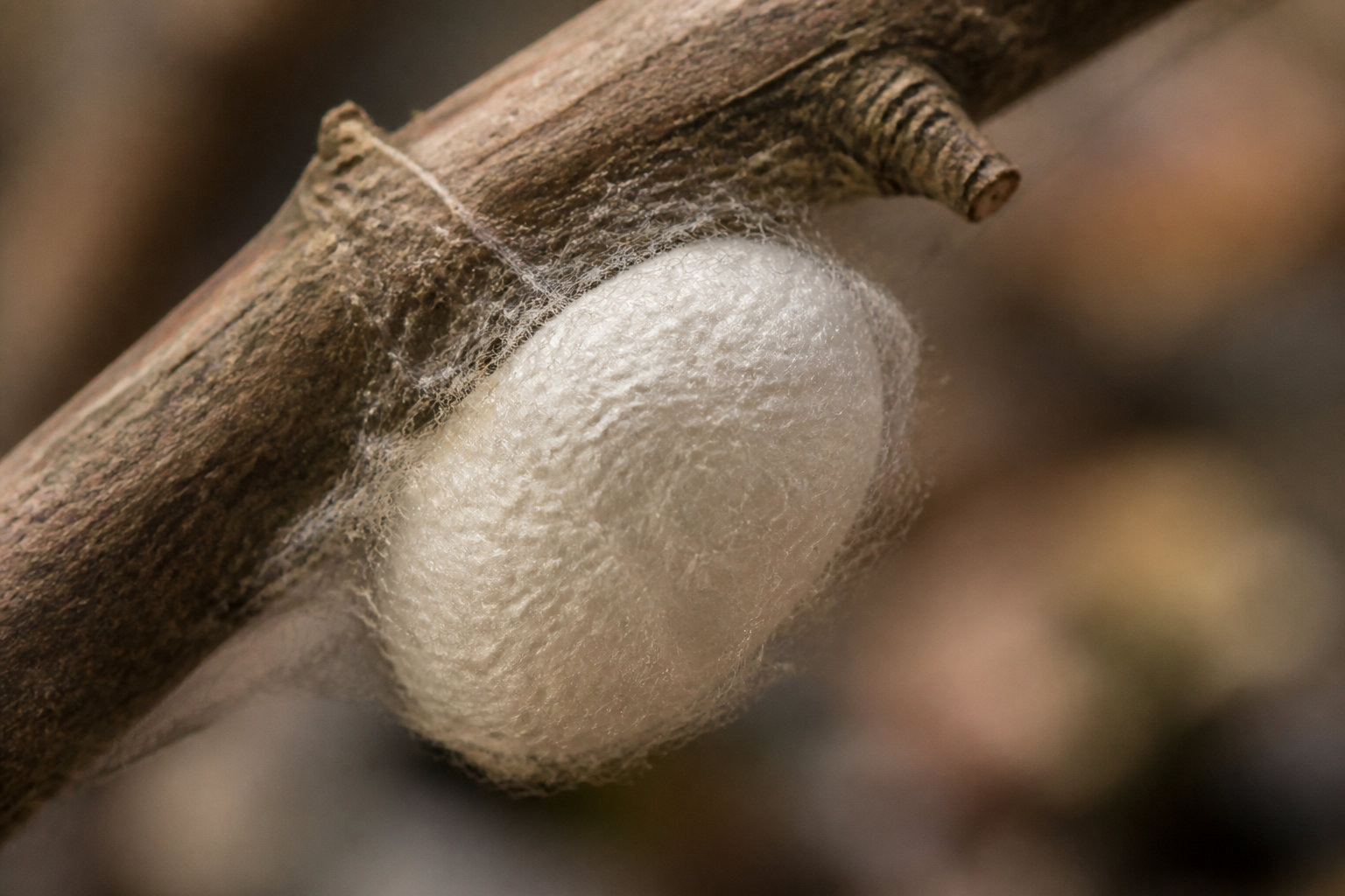 Quatre étapes clés du cycle biologique