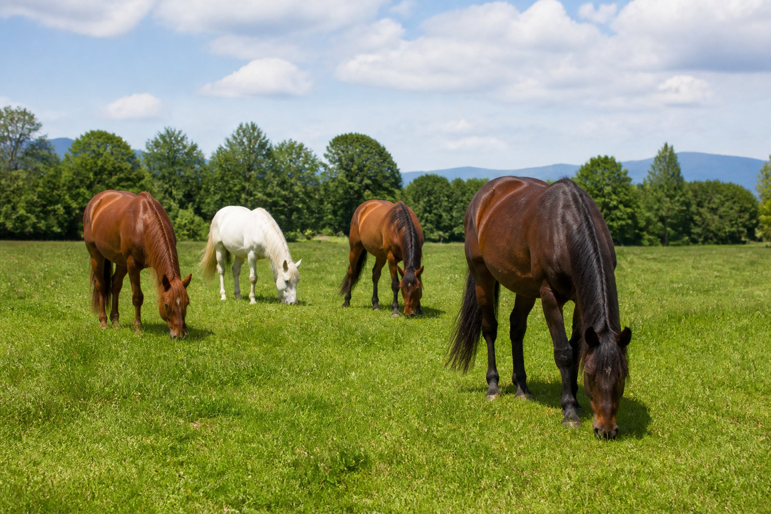 Pension de chevaux : estimer le coût de l'hébergement