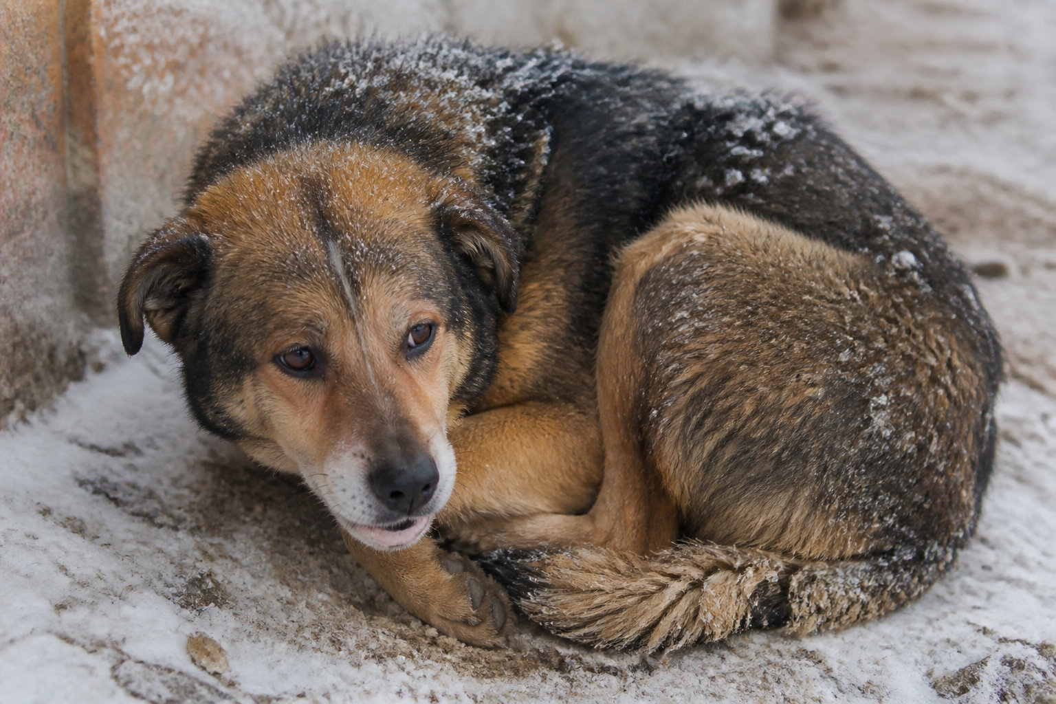 Les gestes d'urgence pour secourir un animal en hypothermie