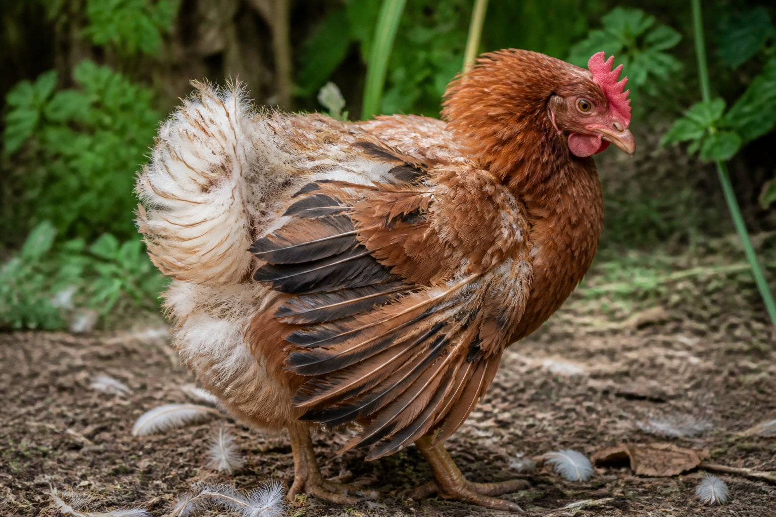 Soutenir la vitalité de vos oiseaux durant la mue et l'hiver