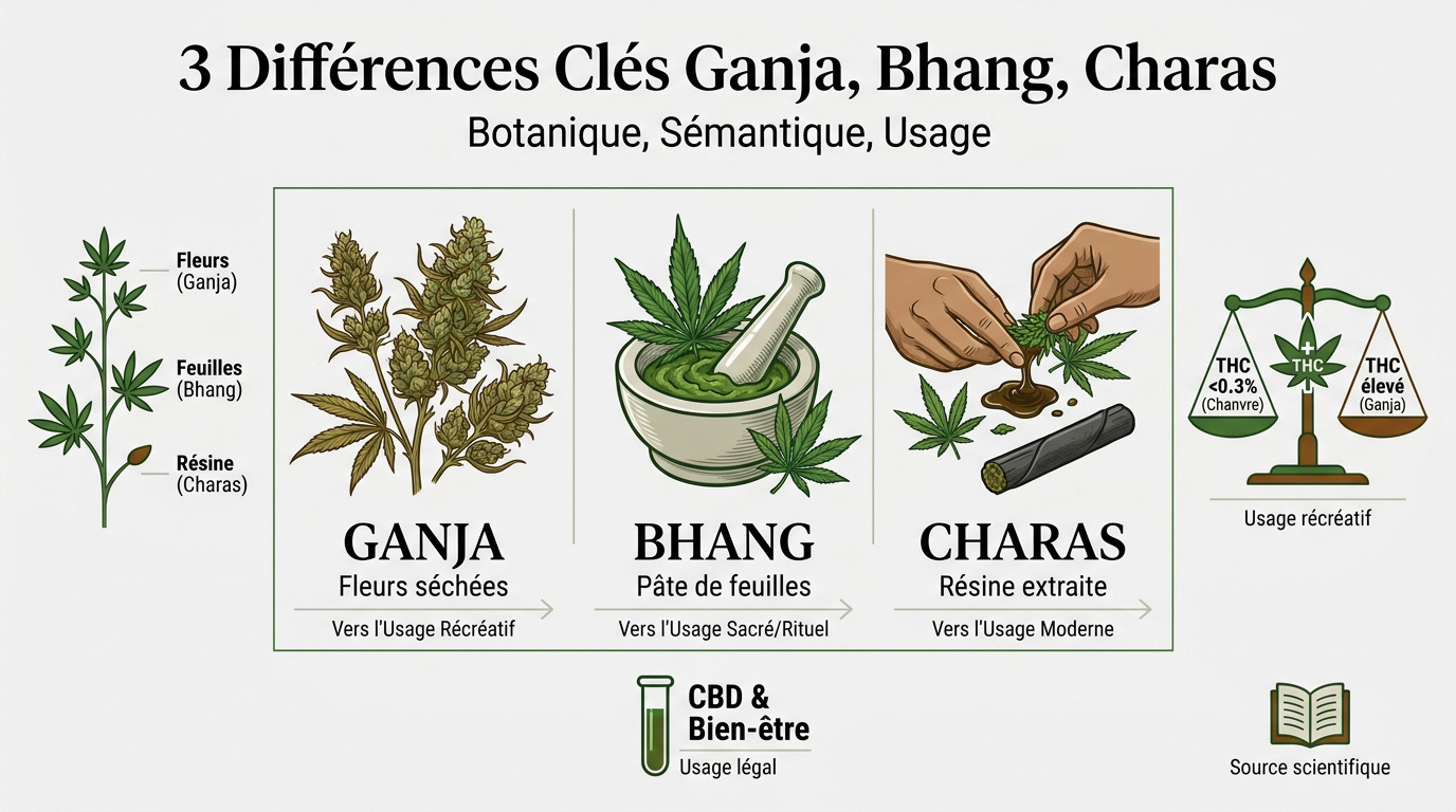 Comparaison visuelle entre ganja, bhang et charas issus du cannabis