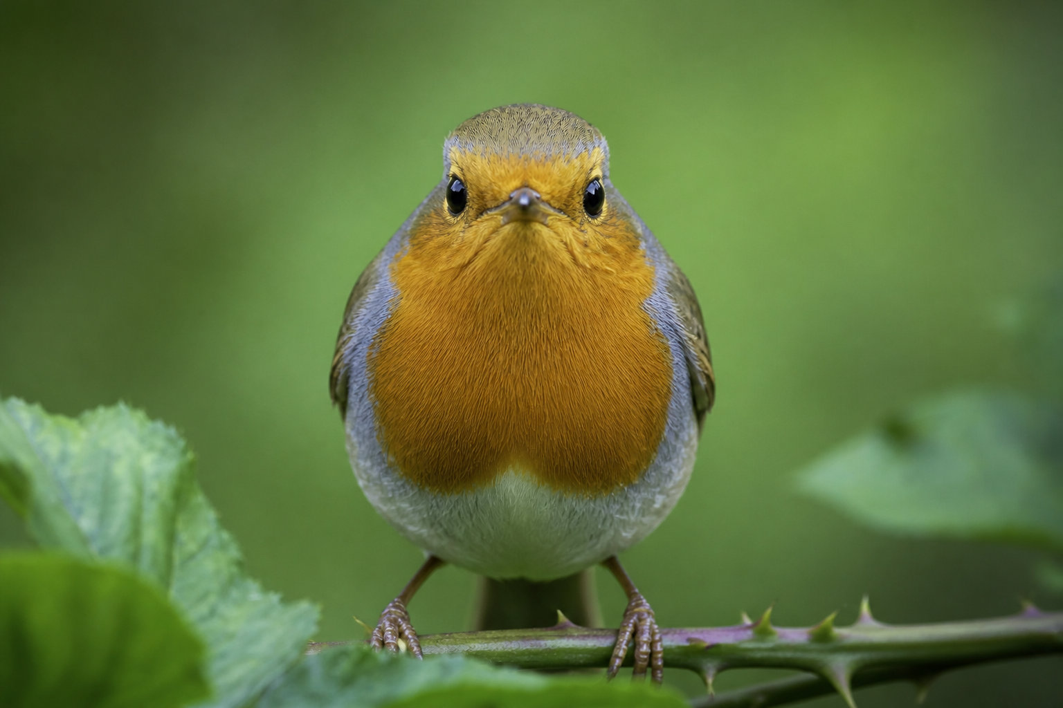 Pourquoi nos oiseaux peinent-ils à se nourrir après un feu ?