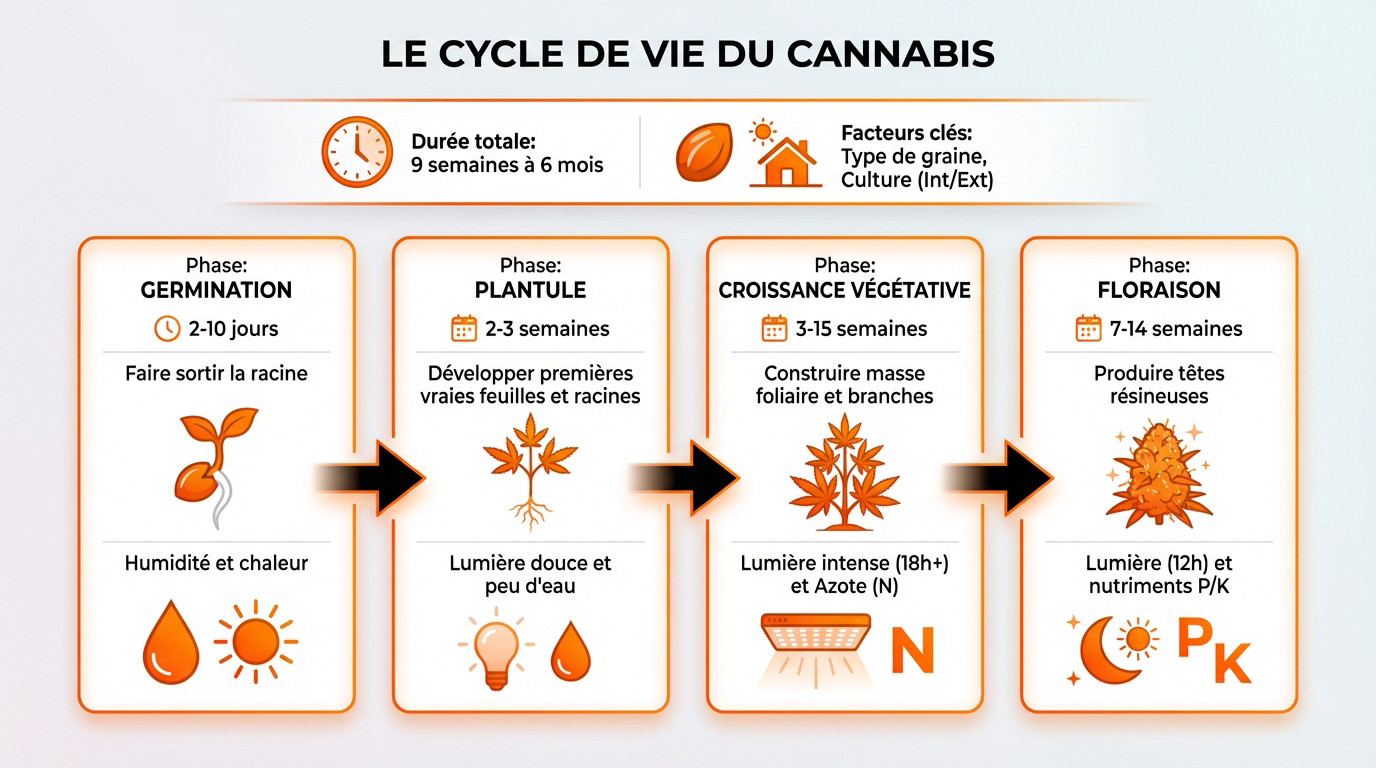 Infographie détaillant les étapes de croissance du cannabis de la graine à la récolte