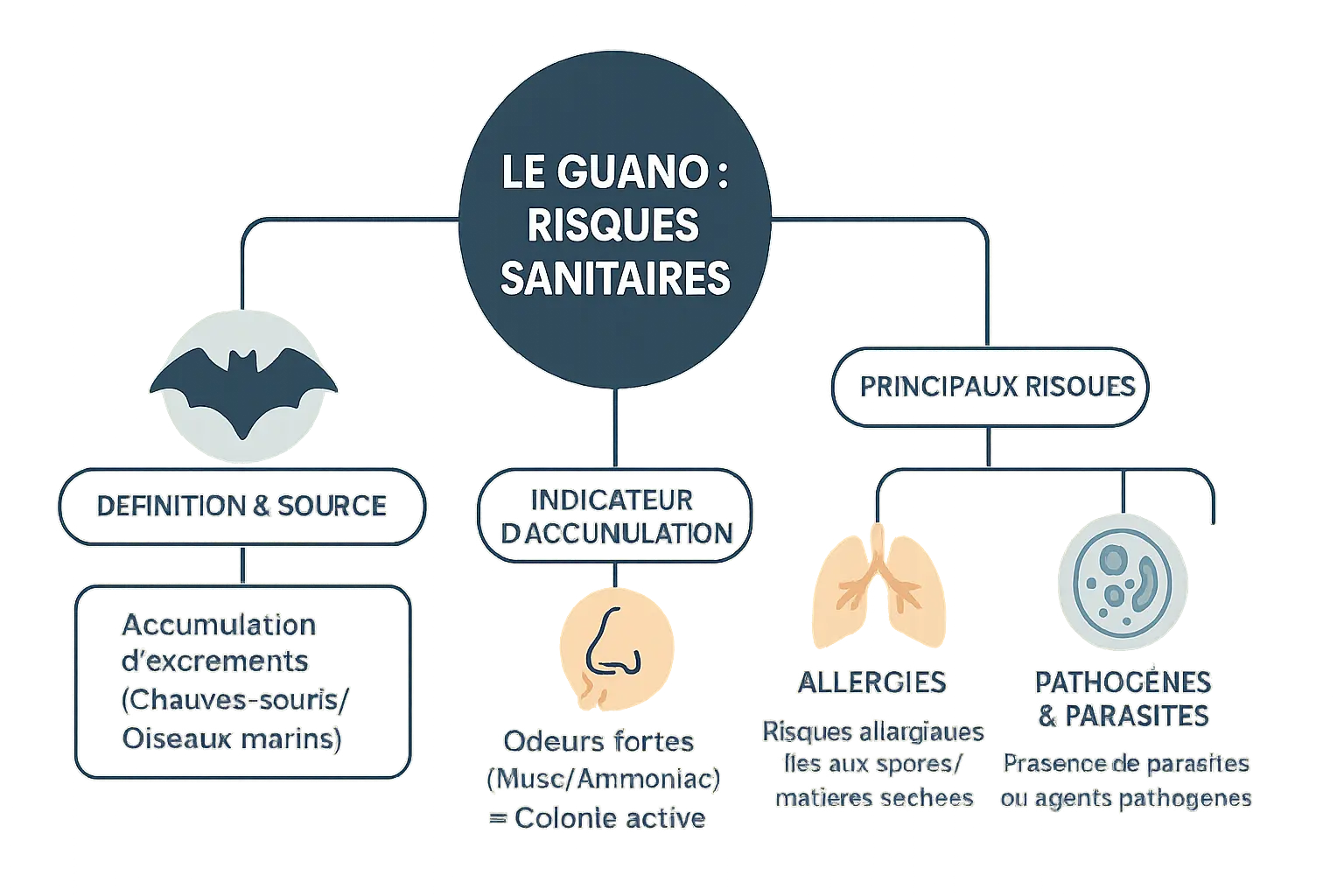 Infographie sur les <strong>risques sanitaires du guano</strong>