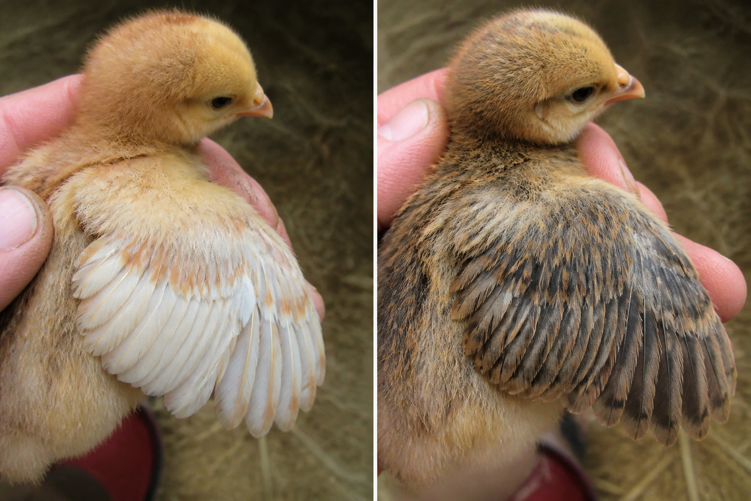 Suivi de l'emplumage et détection du sexe