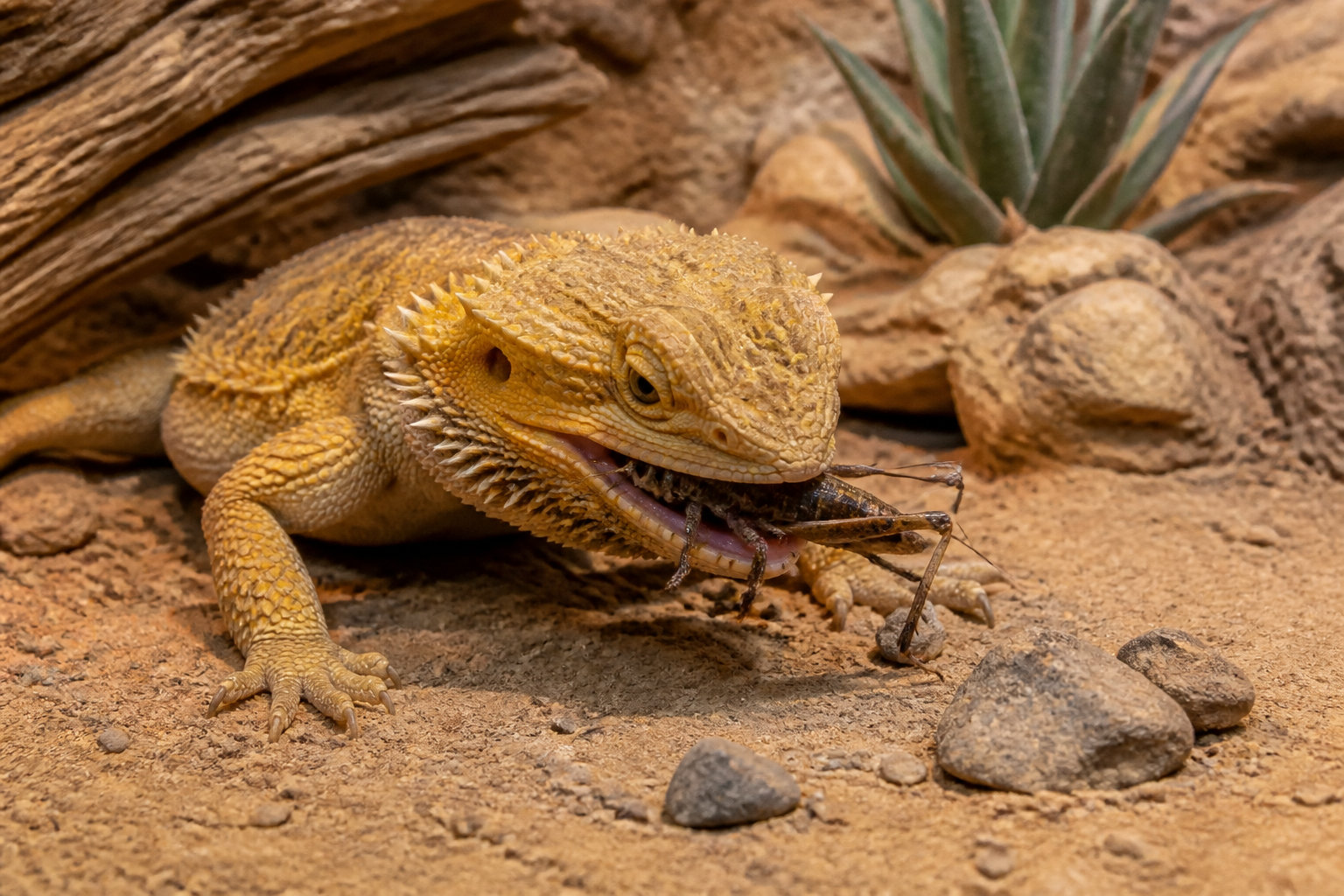 Le dragon barbu et son appétence pour les orthoptères