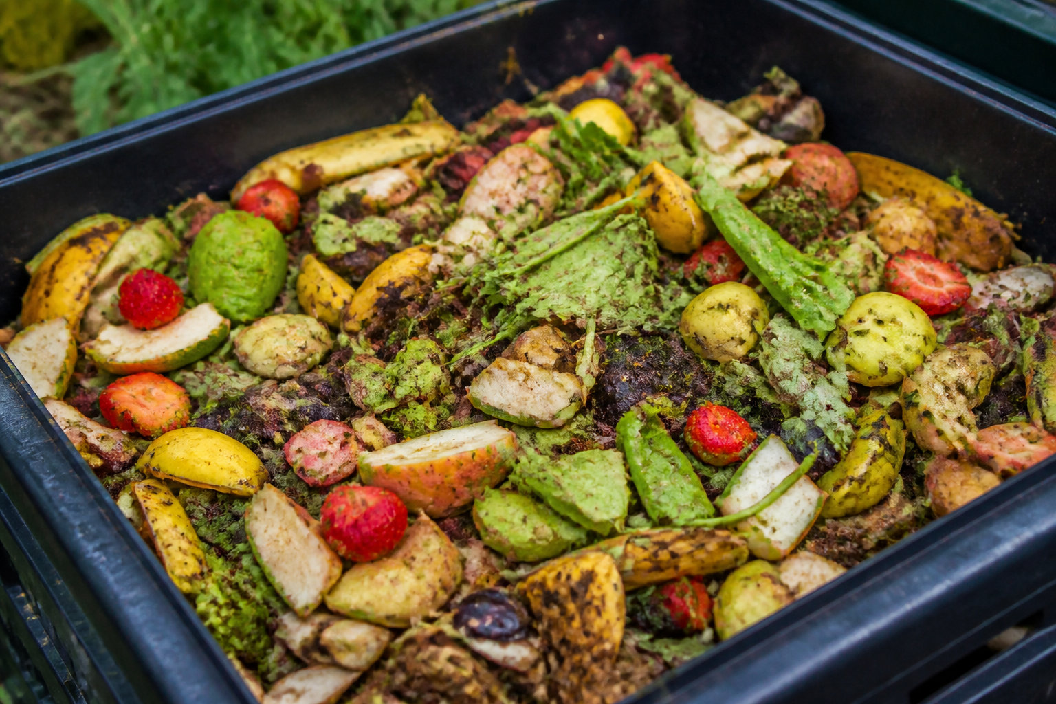 Gestion du substrat et apports nutritifs optimaux
