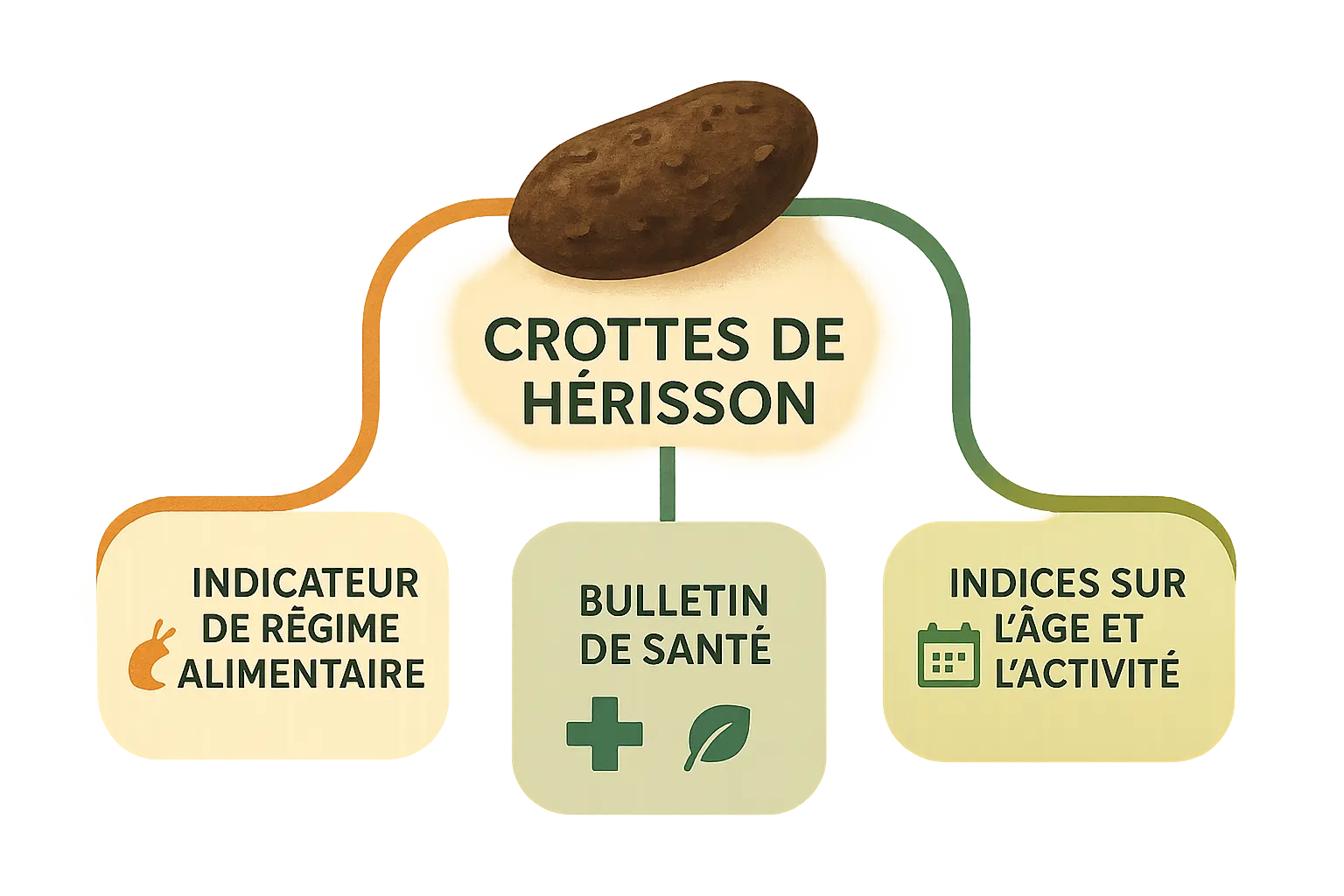 Crottes de hérisson sur un tapis d'herbe