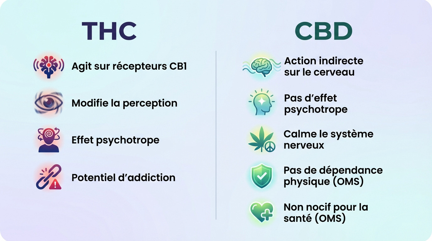 Schéma comparatif des effets du THC et du CBD sur les récepteurs du cerveau