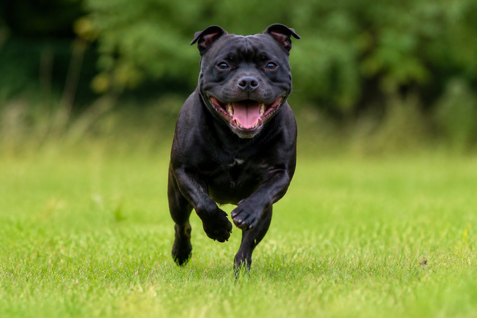 Staffie en pleine course, athlète compact et musclé