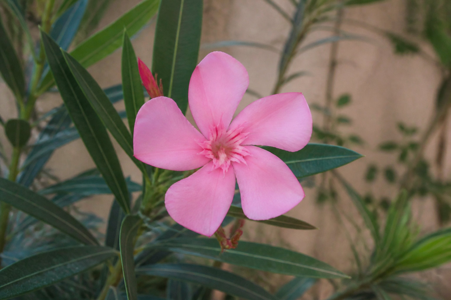 Plantes du jardin et dangers de la liberté