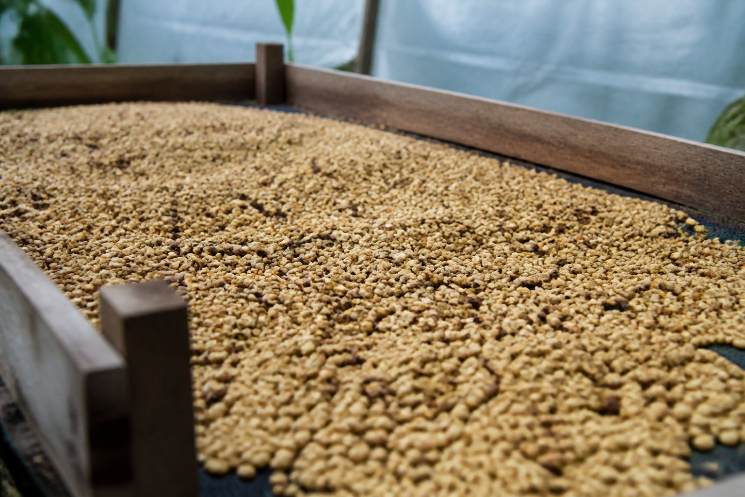 Café en grains Pérou Chanchamayo bio : une légère pointe acidulée en bouche