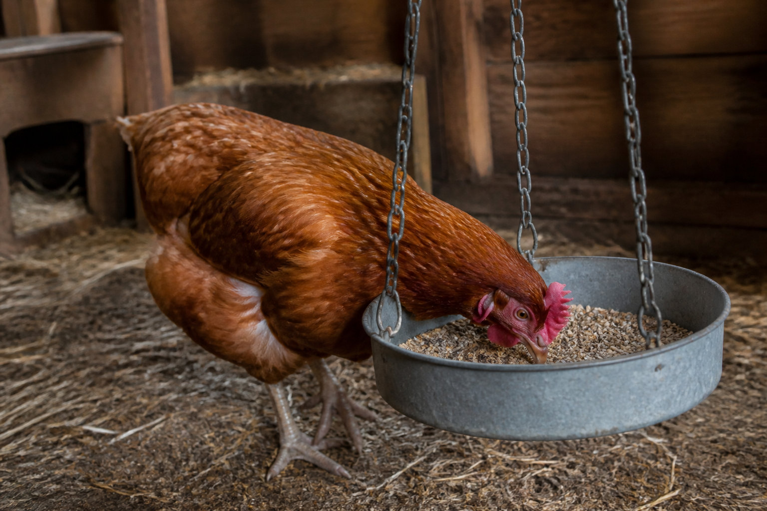 3 règles pour doser la ration quotidienne sans gaspillage