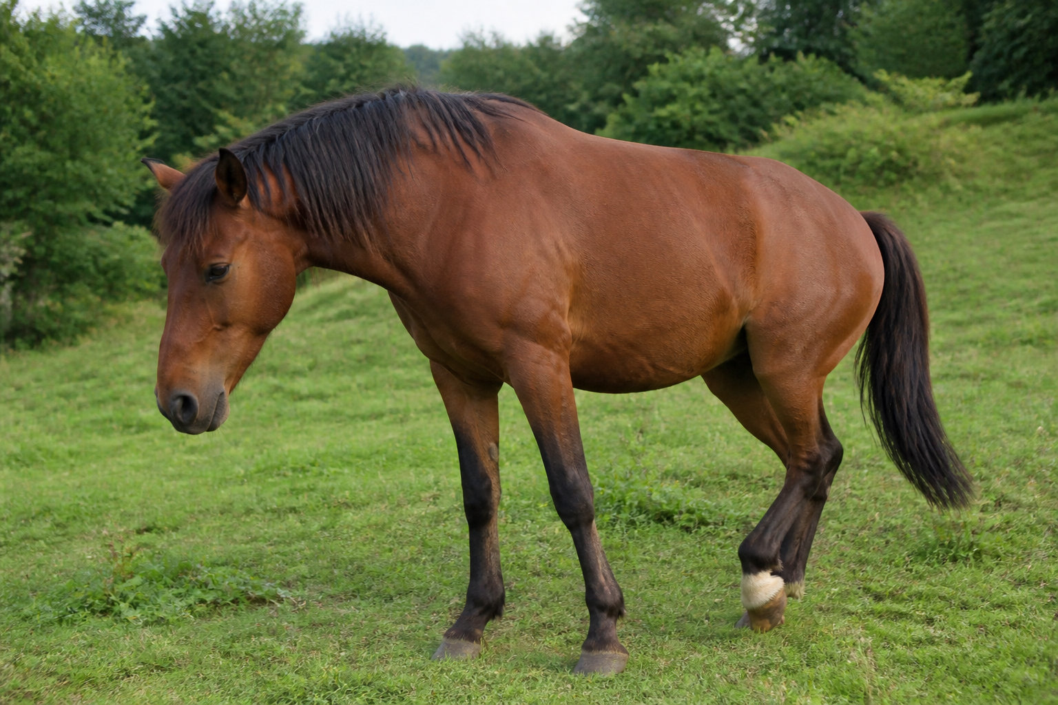 Identifier une boiterie du grasset | Signes cliniques et alertes
