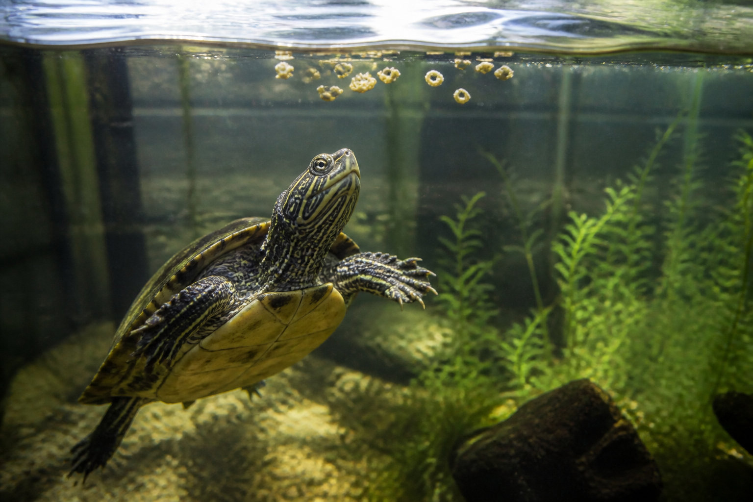 Besoins spécifiques des tortues aquatiques et stimulation comportementale
