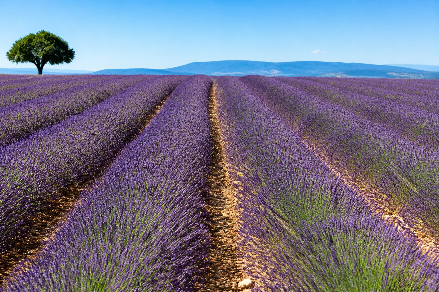 Pourquoi votre lavande ne fleurit pas : identifier les causes majeures
