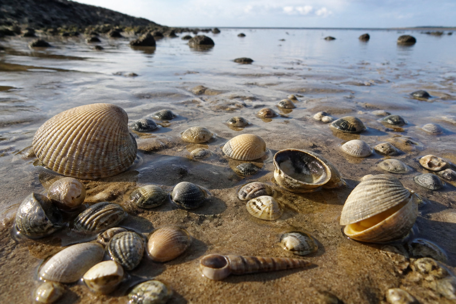 Guide pratique pour la pêche à pied de loisir