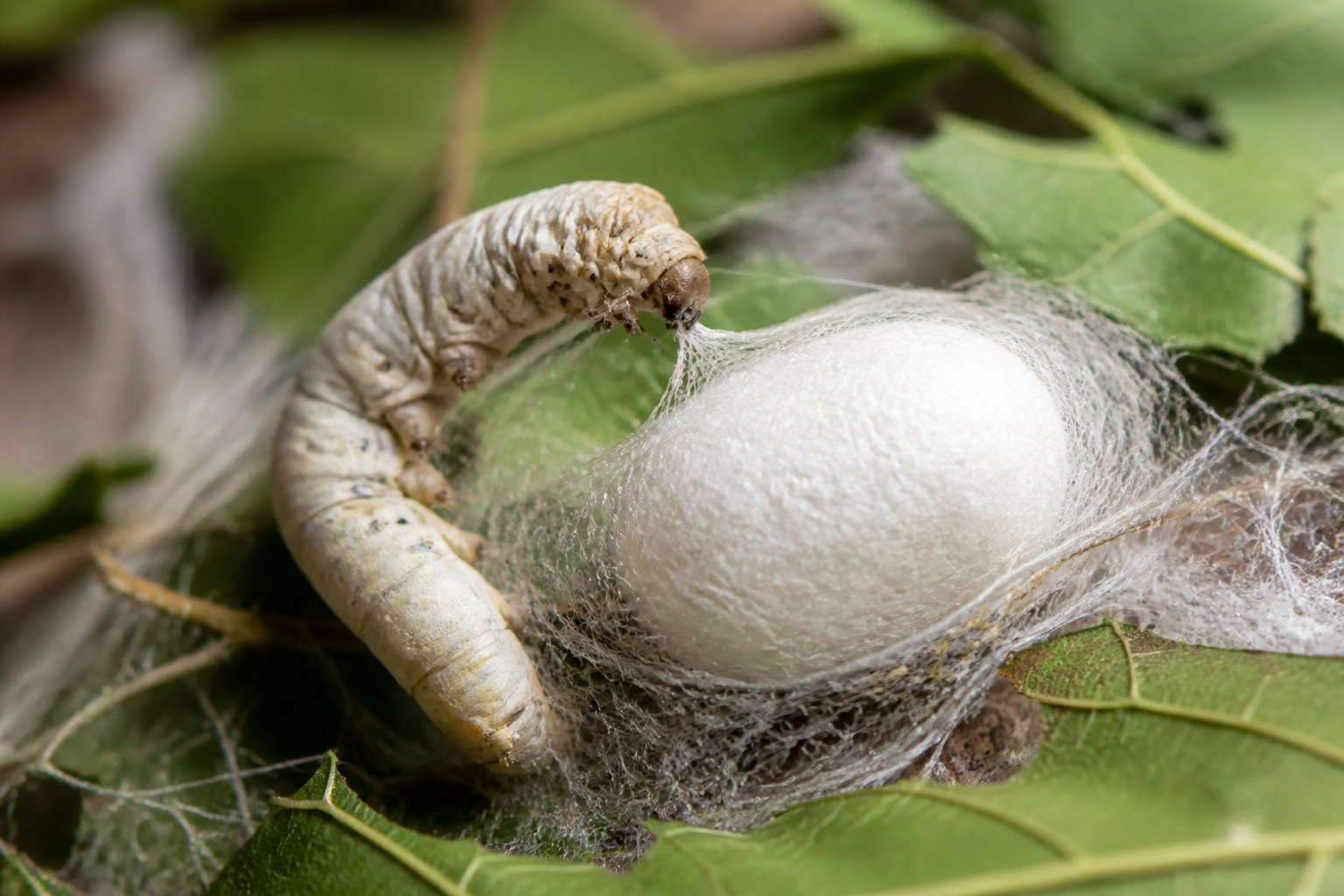Le secret du cocon et la transformation en chrysalide