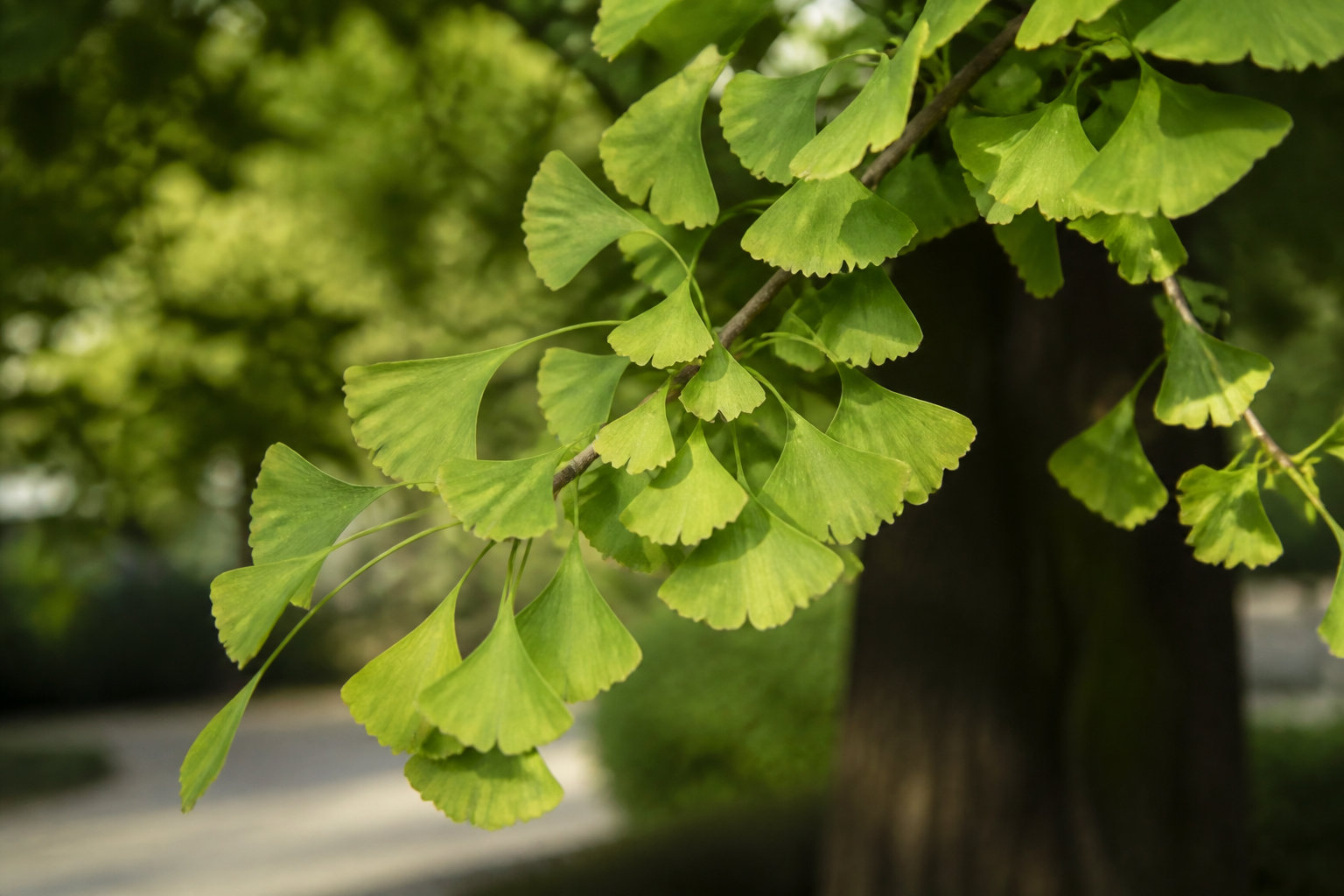 Ginkgo Biloba : soutien de la microcirculation périphérique