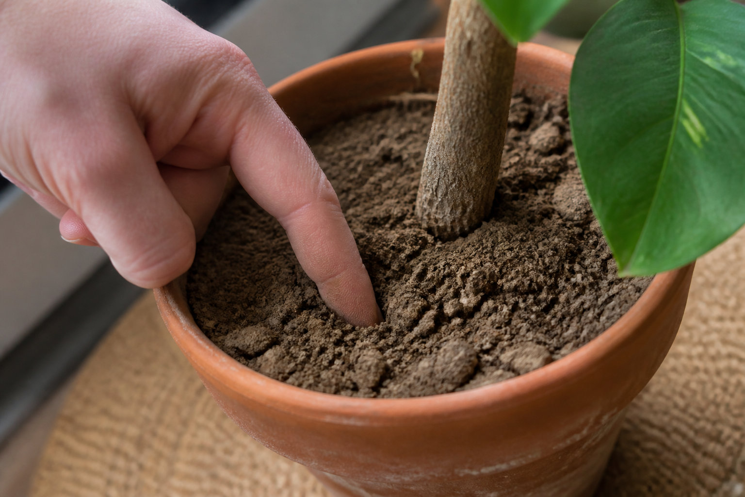 3 conditions pour réussir la culture de votre Pilea