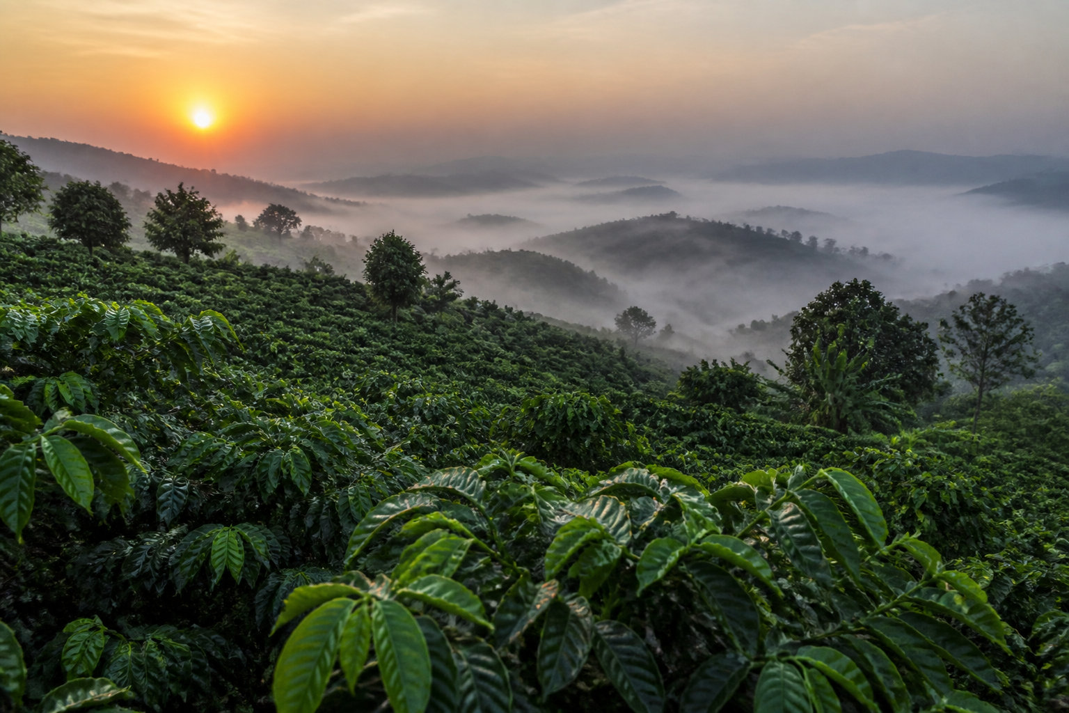 Capsules Colombie Monexpresso : la douceur fruitée d'Amérique du Sud