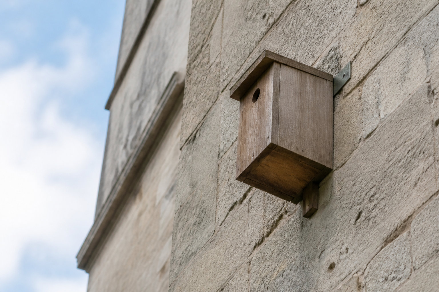 Agir pour la survie de ce citadin menacé