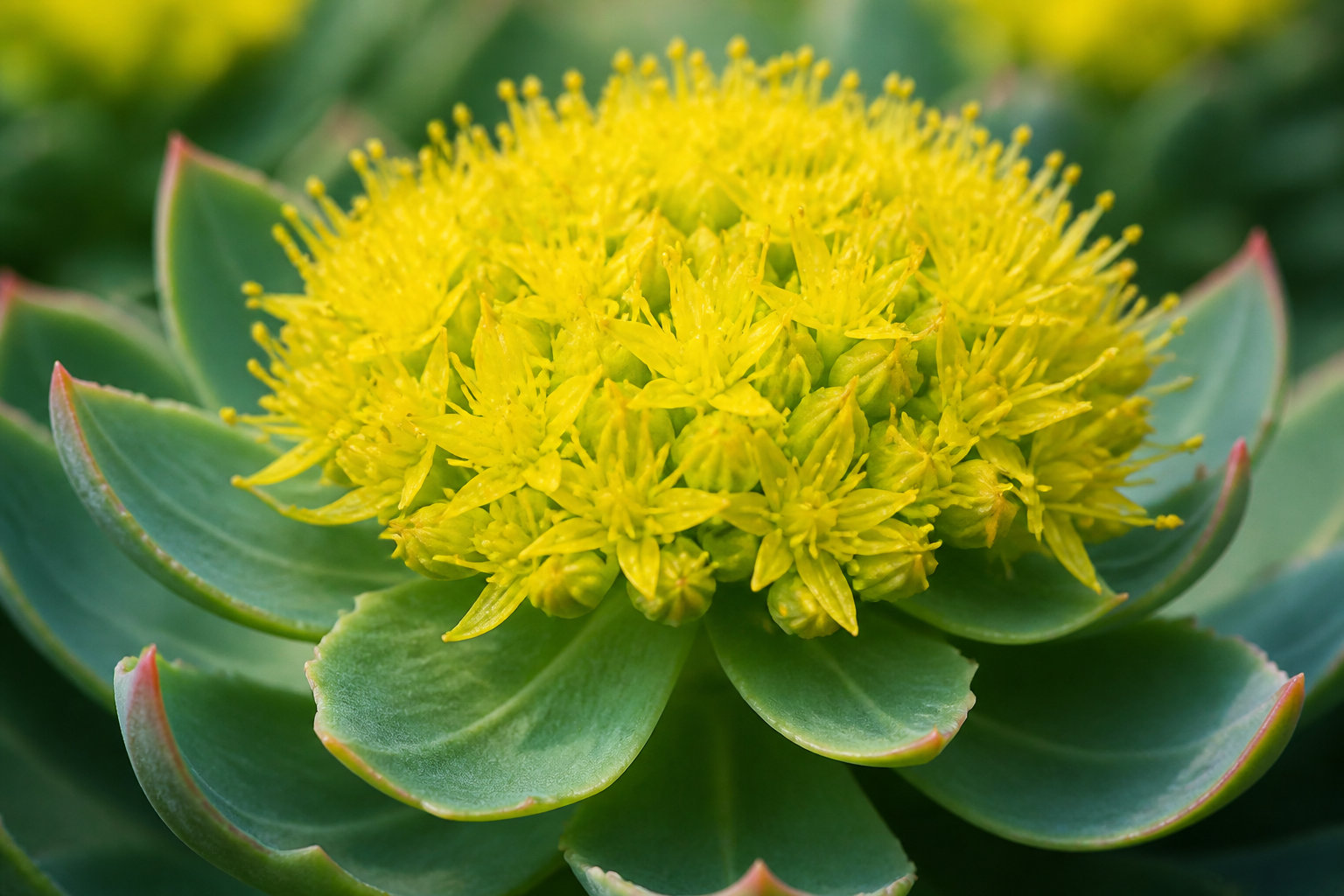 Rhodiola Rosea Benefits and Safety for Stress Management