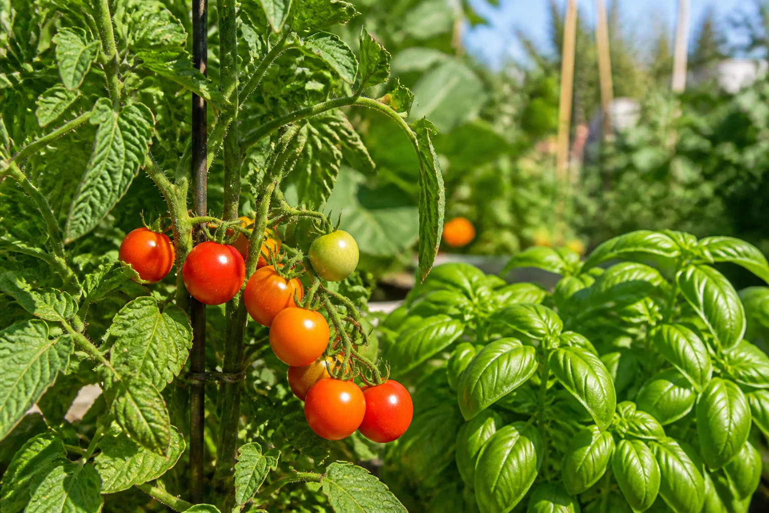 3 associations incontournables pour réussir vos premières récoltes 🍅